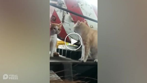 Две бездомные кошки «серьезно поговорили» друг с другом