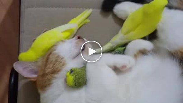 Маленькие разноцветные попугаи охраняют глубокий сон кошки