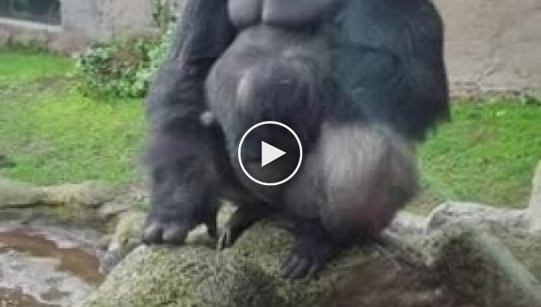 Огромная обезьяна напугала посетителей мадридского зоопарка