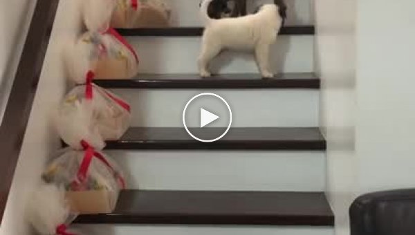 Собака показала своему маленькому приятелю, как правильно спускаться с лестницы