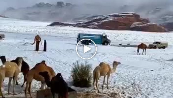 Верблюды в шоке. В Саудовской Аравии выпал снег