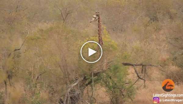 Жираф отбился от восьми голодных львиц