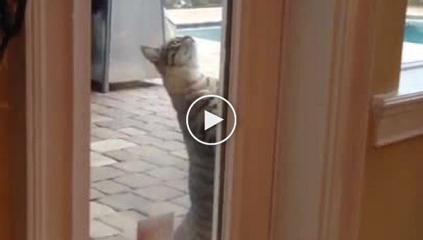Ловкий кот открыл запертую дверь и пробрался в дом