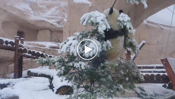 Панда взяла штурмом елку в Московском зоопарке