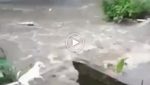 Парень без сомнений, прыгнул в бурлящую воду за своей собакой
