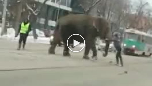 В Екатеринбурге двух цирковых слонов готовили к перевозке в другой город (мат)