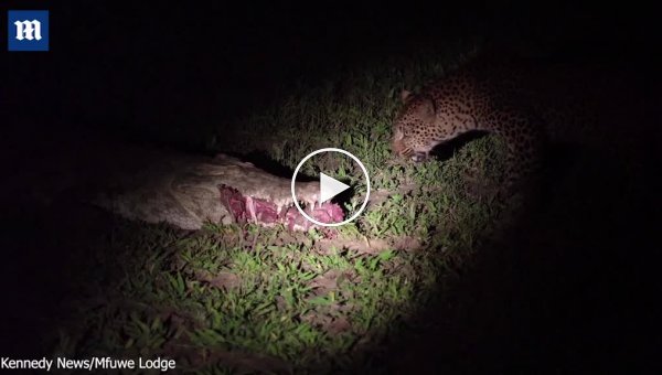 Дерзкий леопард вырвал кусок мяса из пасти крокодила
