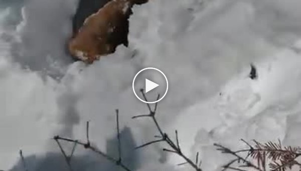 Спасение лося из снежной ловушки