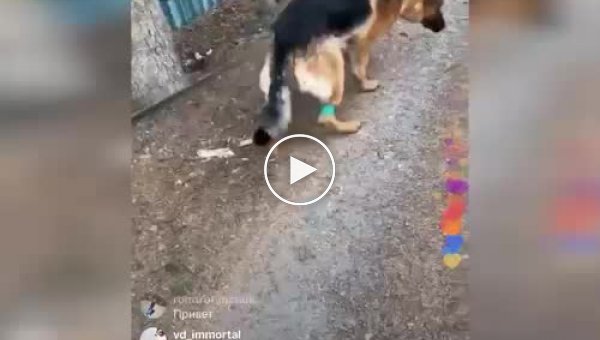 Рэпер Гуф устроил собачьи бои и транслировал все в Instagram (мат)