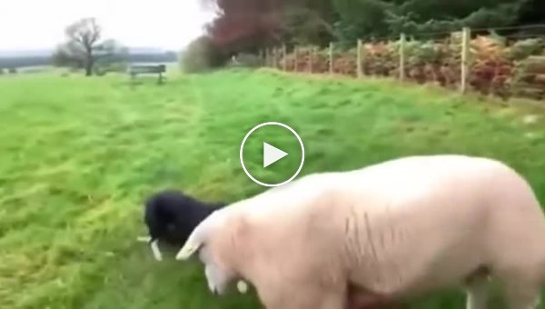 Собака против овец