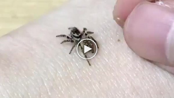 Парень кормит маленького паука