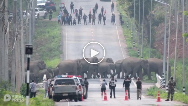 Лесные гиганты остановили движение на шоссе в Таиланде