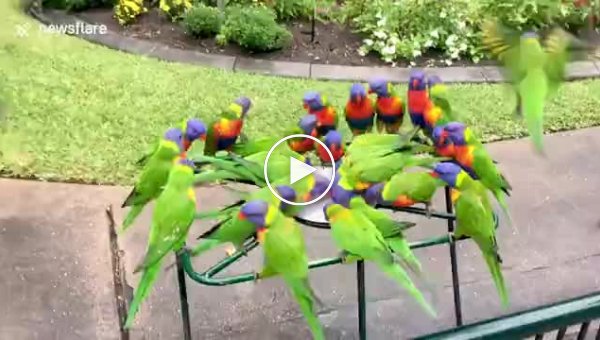 Трапезу сотен диких попугаев запечатлели в австралийском заповеднике
