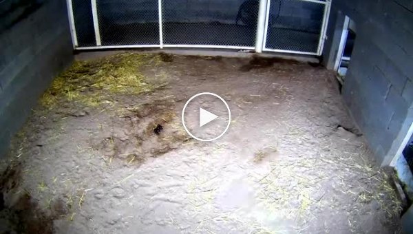 Хитрые гиены из зоопарка в Мексике нашли способ съесть палец глупого человека