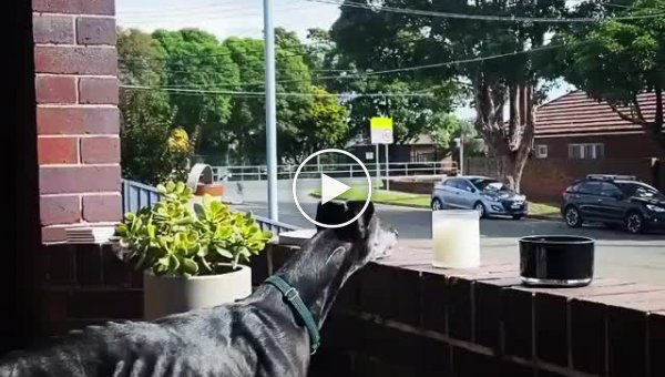 Собака имитирует сирену пожарной машины, когда та проезжает мимо её дома