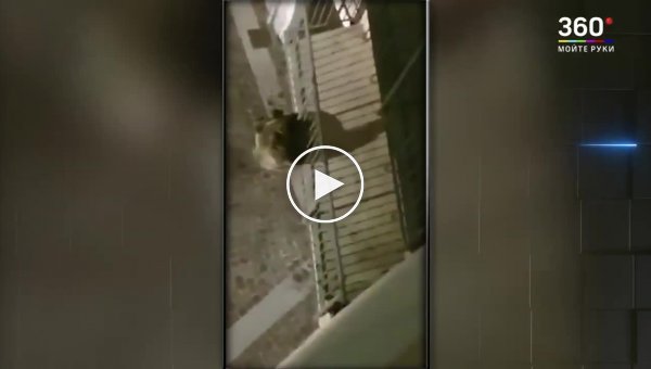 В Италии жители дома запечатлели слезающего с балкона медведя