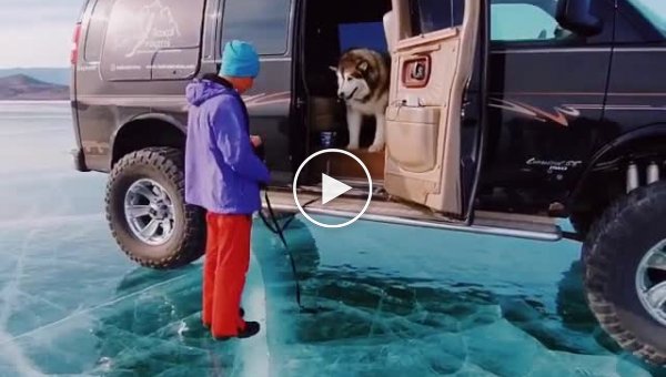 Собака боится выйти из машины на замерзшее озеро