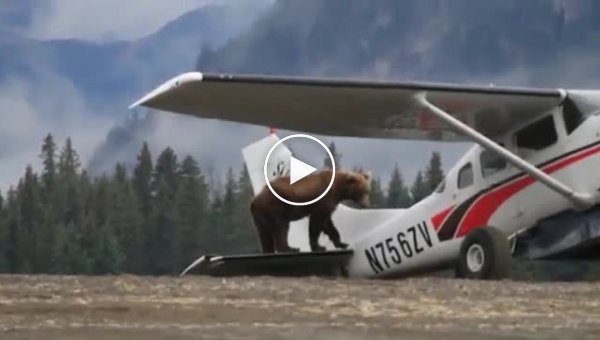 Медведь забрался на самолет и попытался его исследовать
