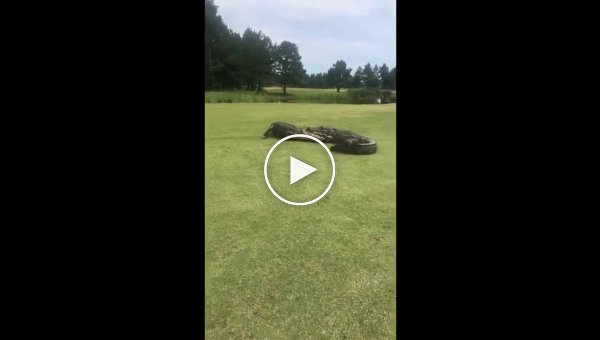 Аллигаторы не поделили поле для гольфа и два часа дрались друг с другом