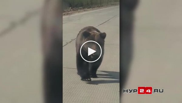 Встреча с молодым медведем на дороге