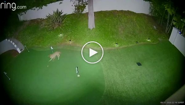 Веселая игра койота с мячом для гольфа
