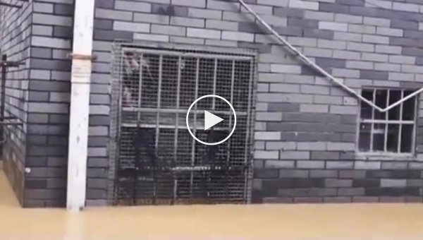 Крысы вынуждены забираться на оконные решетки, чтобы спастись от наводнения