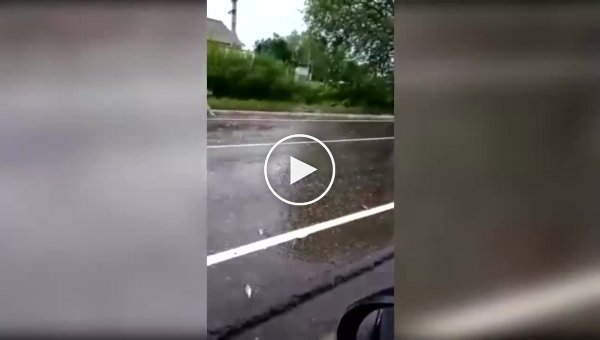 Рыбный дождь в Тверской области на проезжей части дороги откуда-то взялась рыба