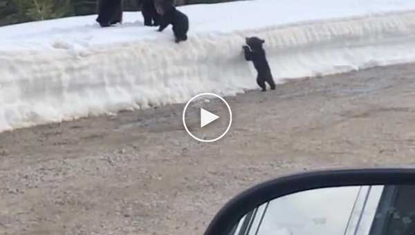 Медведица попыталась атаковать напугавших её детеныша туристов