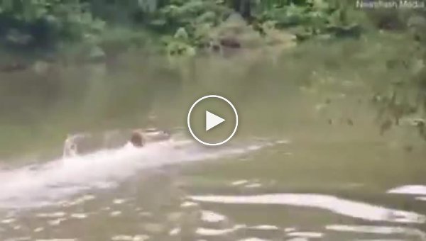 Молодой человек прыгнул в реку, чтобы спасти тонущего оленёнка