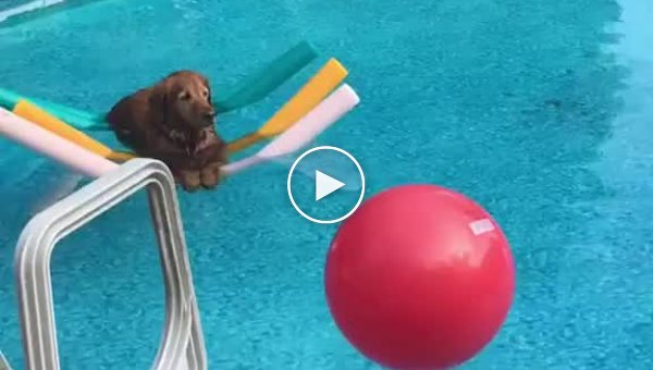 Достигший просветления пёс умиротворенно плавает в бассейне