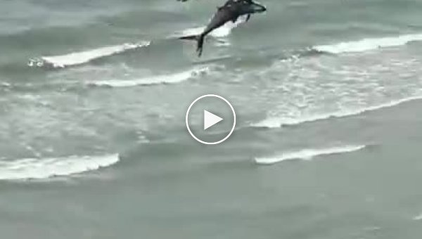 Над пляжем пролетела хищная птица с огромной рыбой в когтях