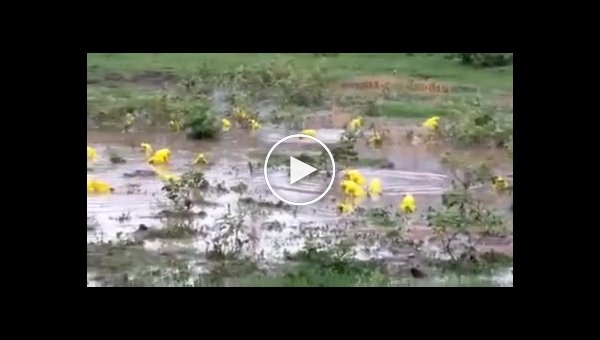 Кислотные лягушки в Индии после дождей