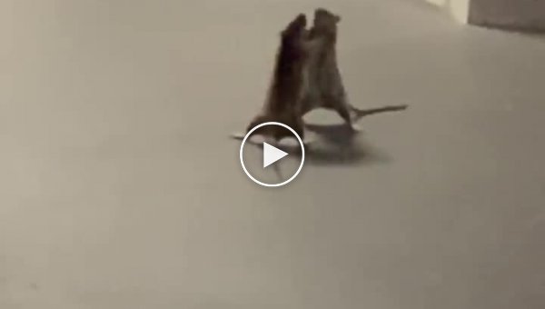 Кошка предпочла не вмешиваться в драку двух крыс
