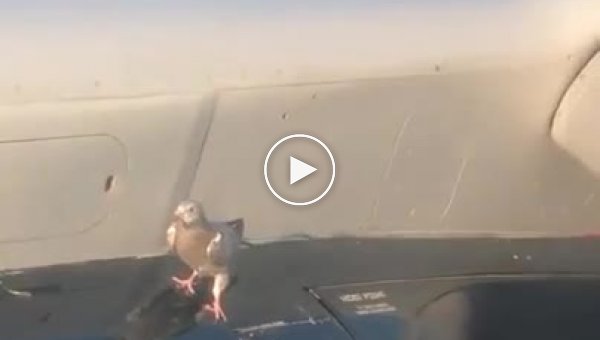 Пернатый безбилетный пассажир пытался улететь на крыле самолета