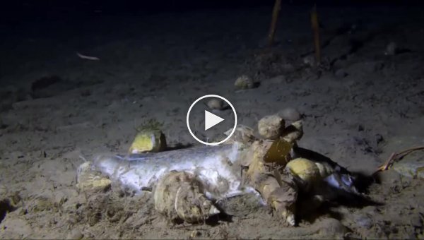 Что происходит с мертвой рыбой на дне океана