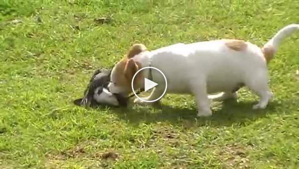 Австралийская сорока играет вместе с собакой
