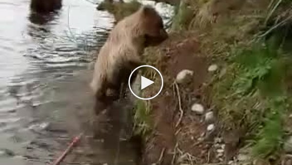 В Икутской области рыбак прогнал медведицу с тремя медвежатами