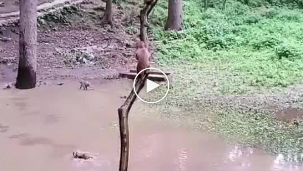 Обезьяны очень любят прыгать в воду