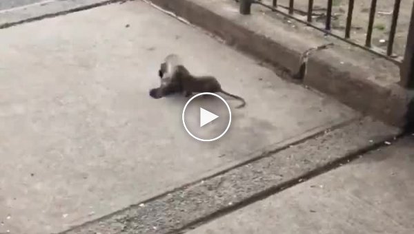 Уличная драка в Нью-Йорке крыса против голубя
