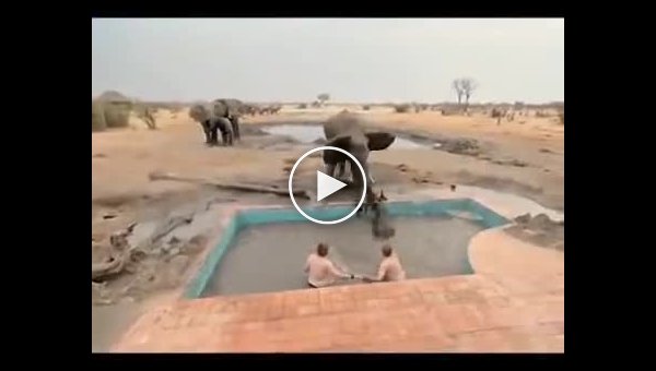Парни попытались помочь маленькому слону, но пришла мама и выгнала всех с бассейна