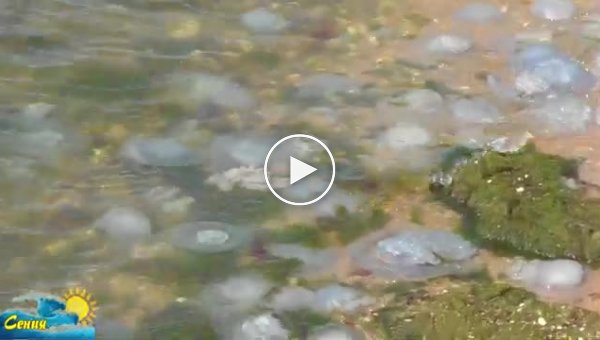 «Кладбище медуз» на пляжах Азовского моря вызвало отвращение у отдыхающих