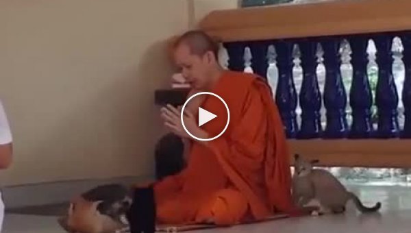 Тренировки тибетских монахов. Испытание котятами