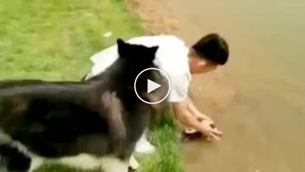 Пес-шутник искупал в реке своего доверчивого хозяина