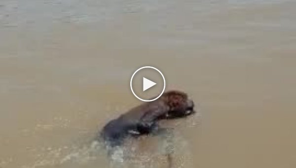 Рыбаки спасли редкую обезьяну, оказавшуюся на середине реки