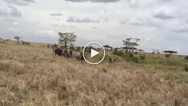 Слоны, защищая детёнышей, устроили погоню за львами в Танзании
