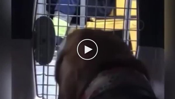 Хозяйка собаки, над которой издевались в аэропорту Сочи, получила ответ от руководства