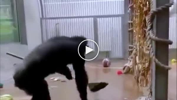 Шимпанзе в таллинском зоопарке перешел на самообслуживание