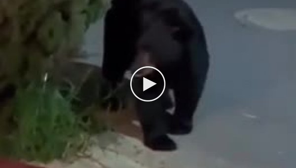 Крошечный чихуахуа прогнал медведя