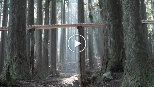 Японцы построили лесной ксилофон