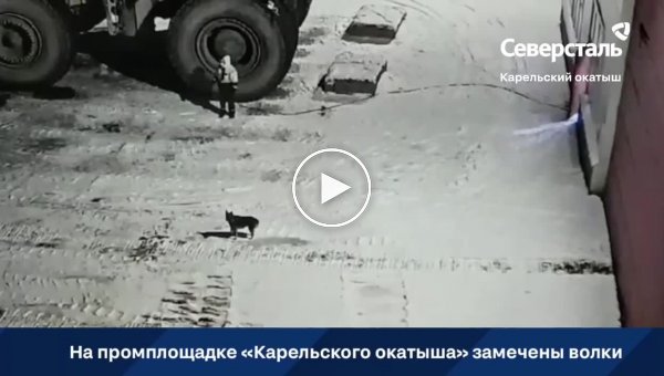 В Карелии работник убежал от волков, которые пришли на территорию предприятия